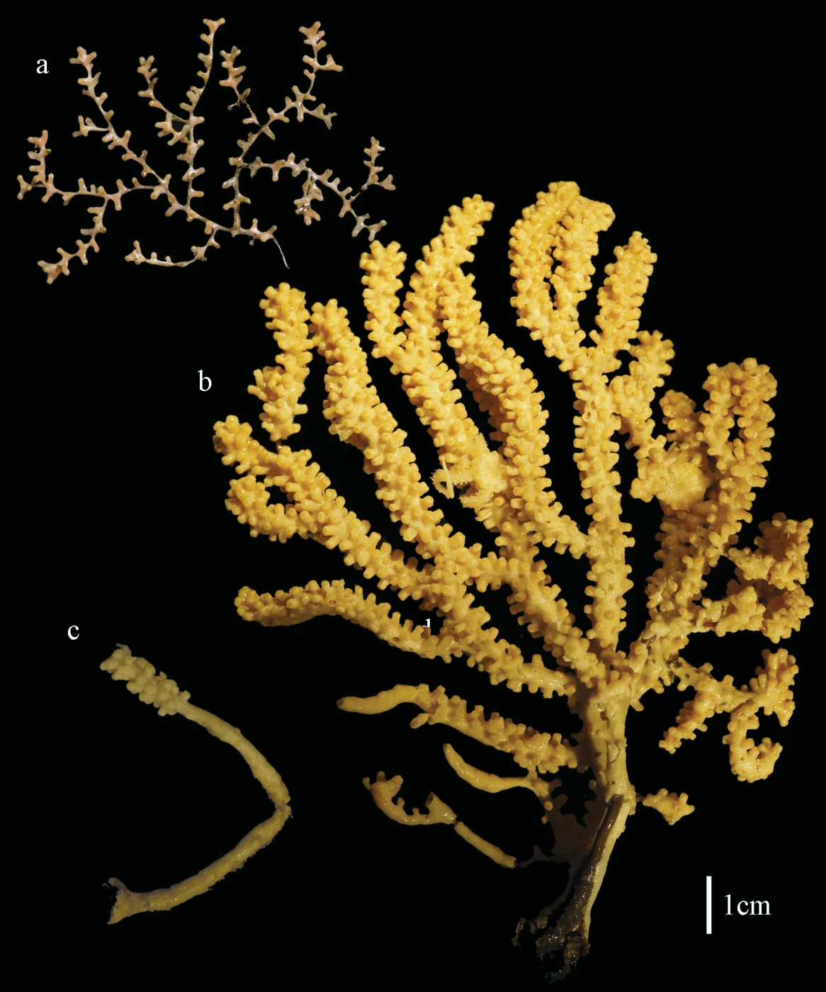 gorgonian sea fan coral