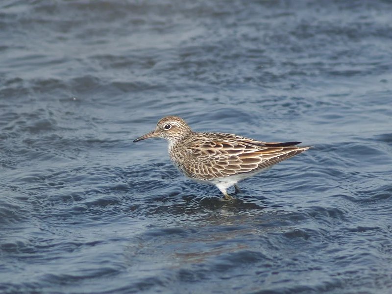 Sharp-tailed Sandpiper