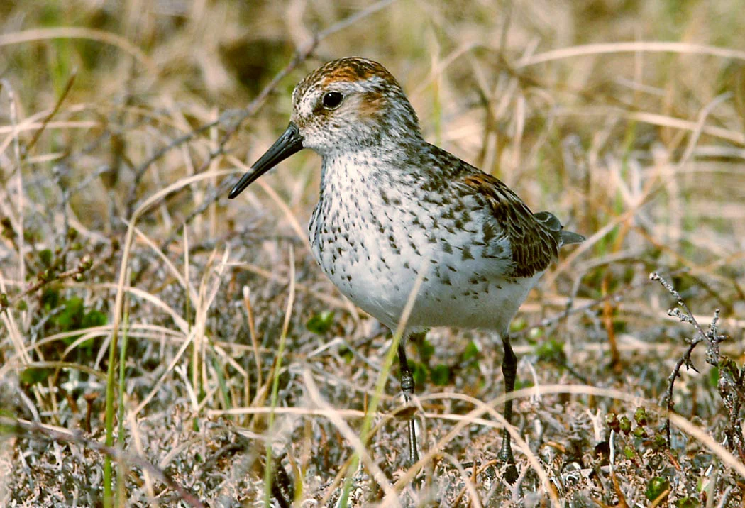 Western Sandpiper