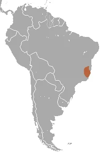 Atlantic Titi