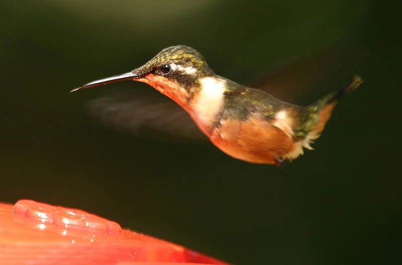 Purple-throated Woodstar
