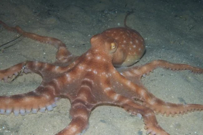 southern white-spot octopus