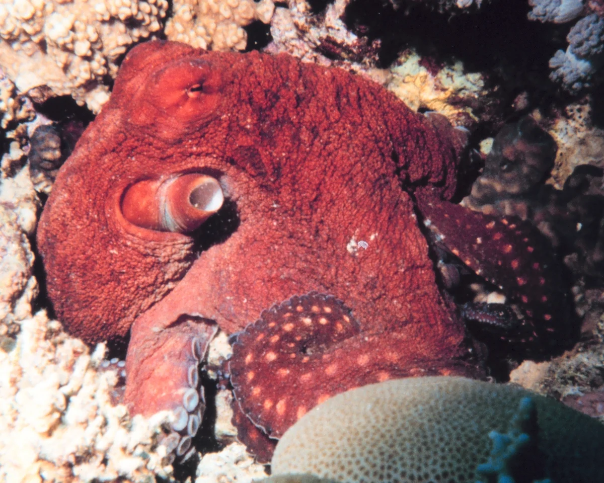 Atlantic White-Spotted Octopus