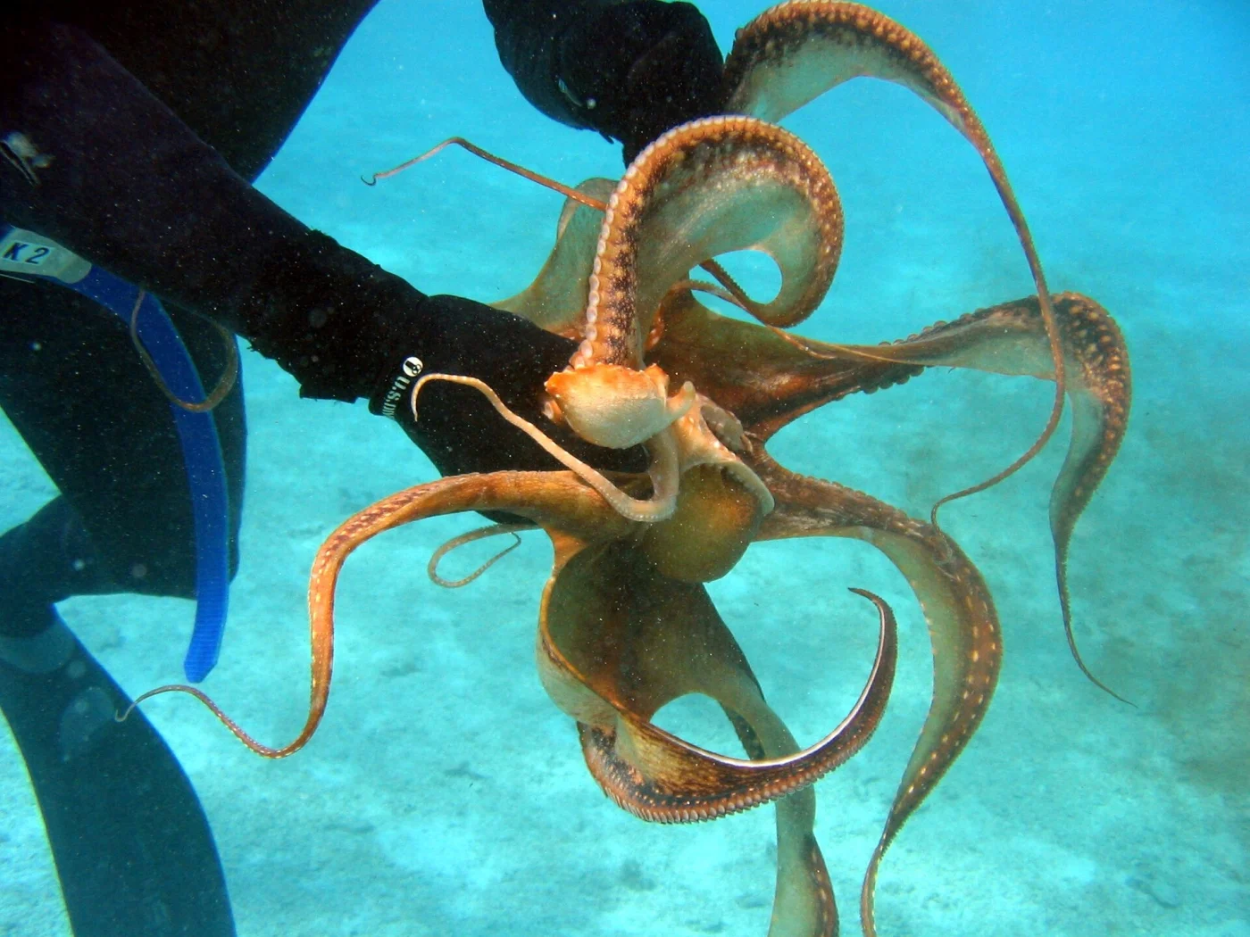 ornate octopus
