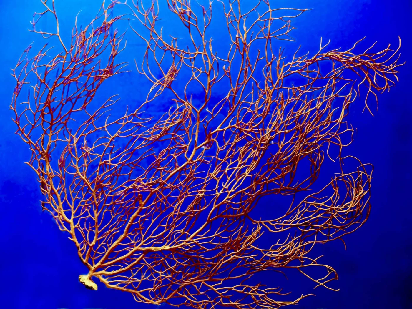 whorled tree coral