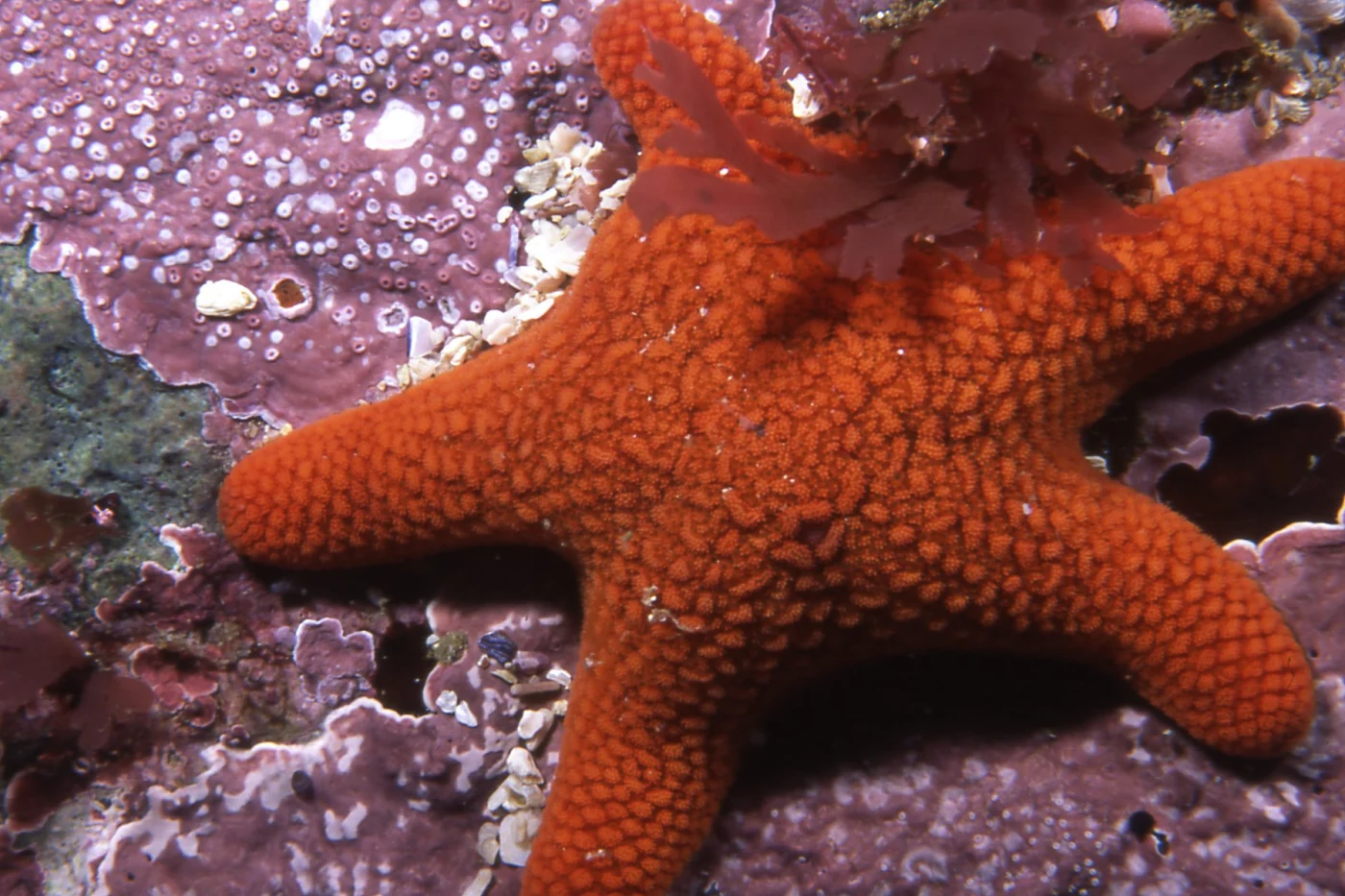 Red Sea Star