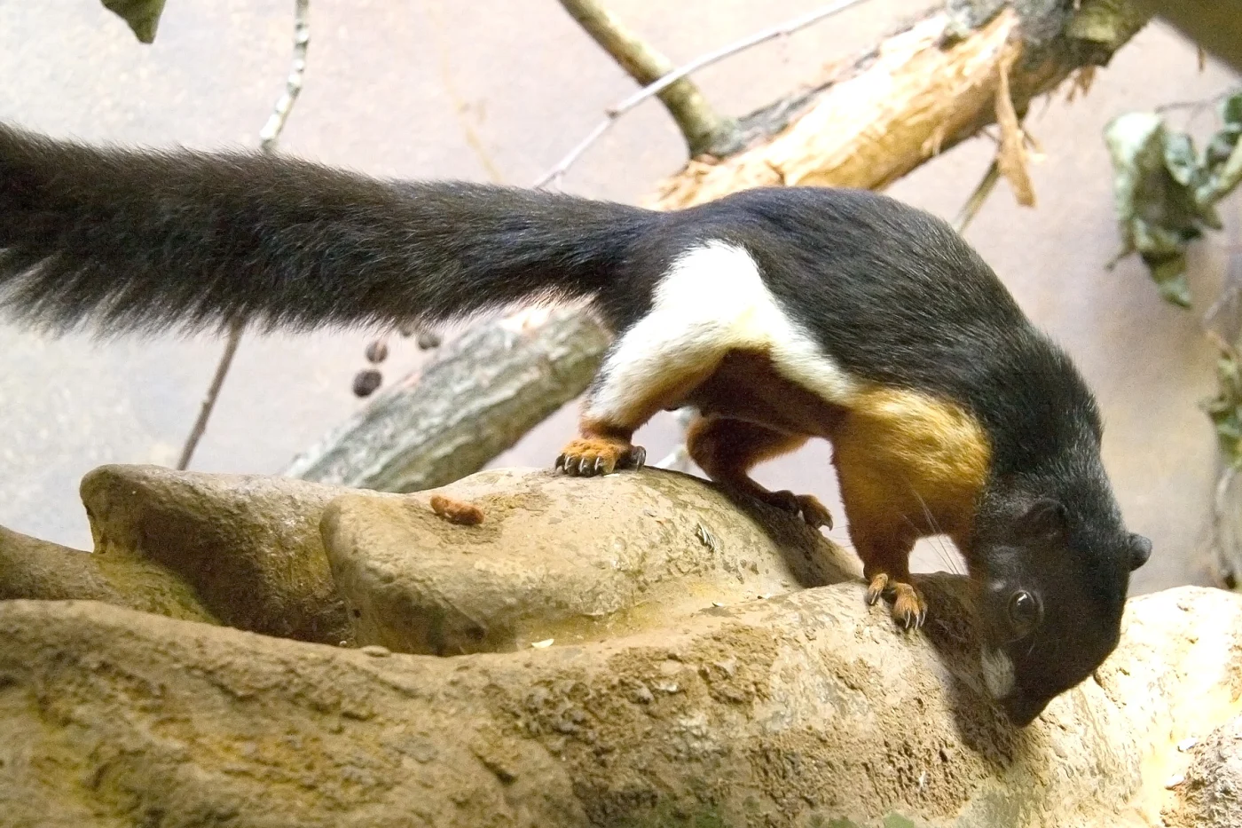 Ardilla inornada