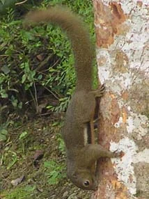 Ardilla de platanero