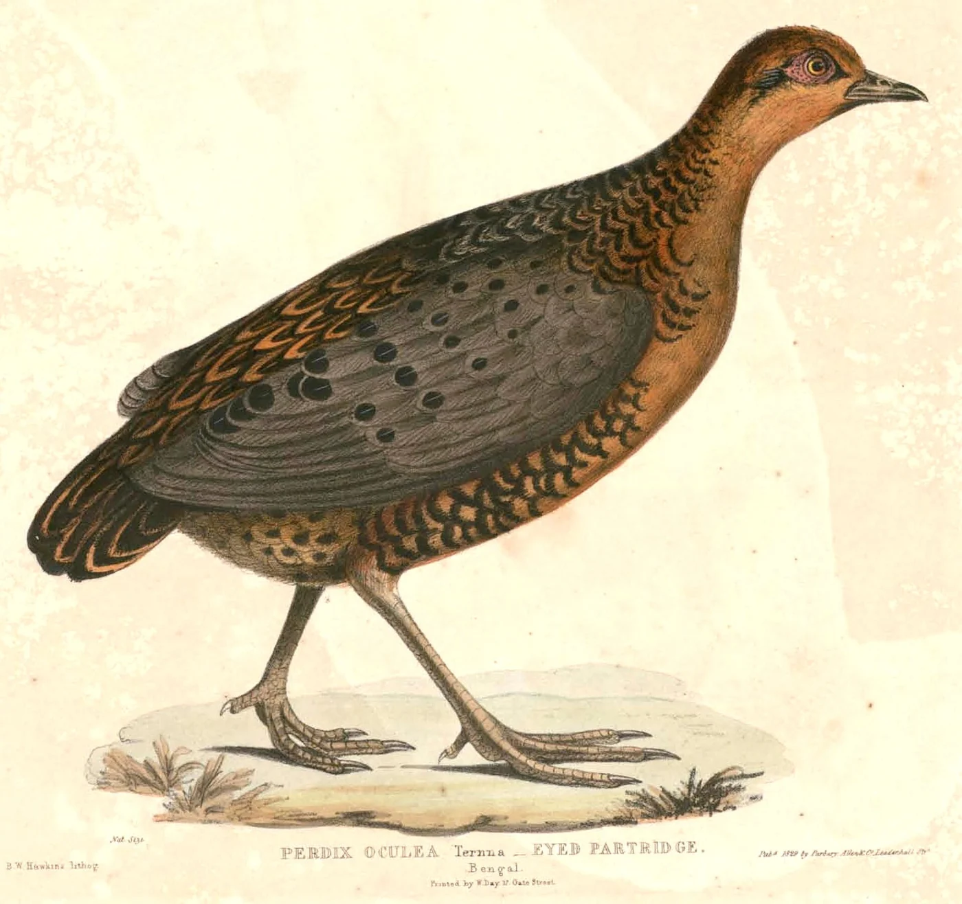 Ferruginous Partridge