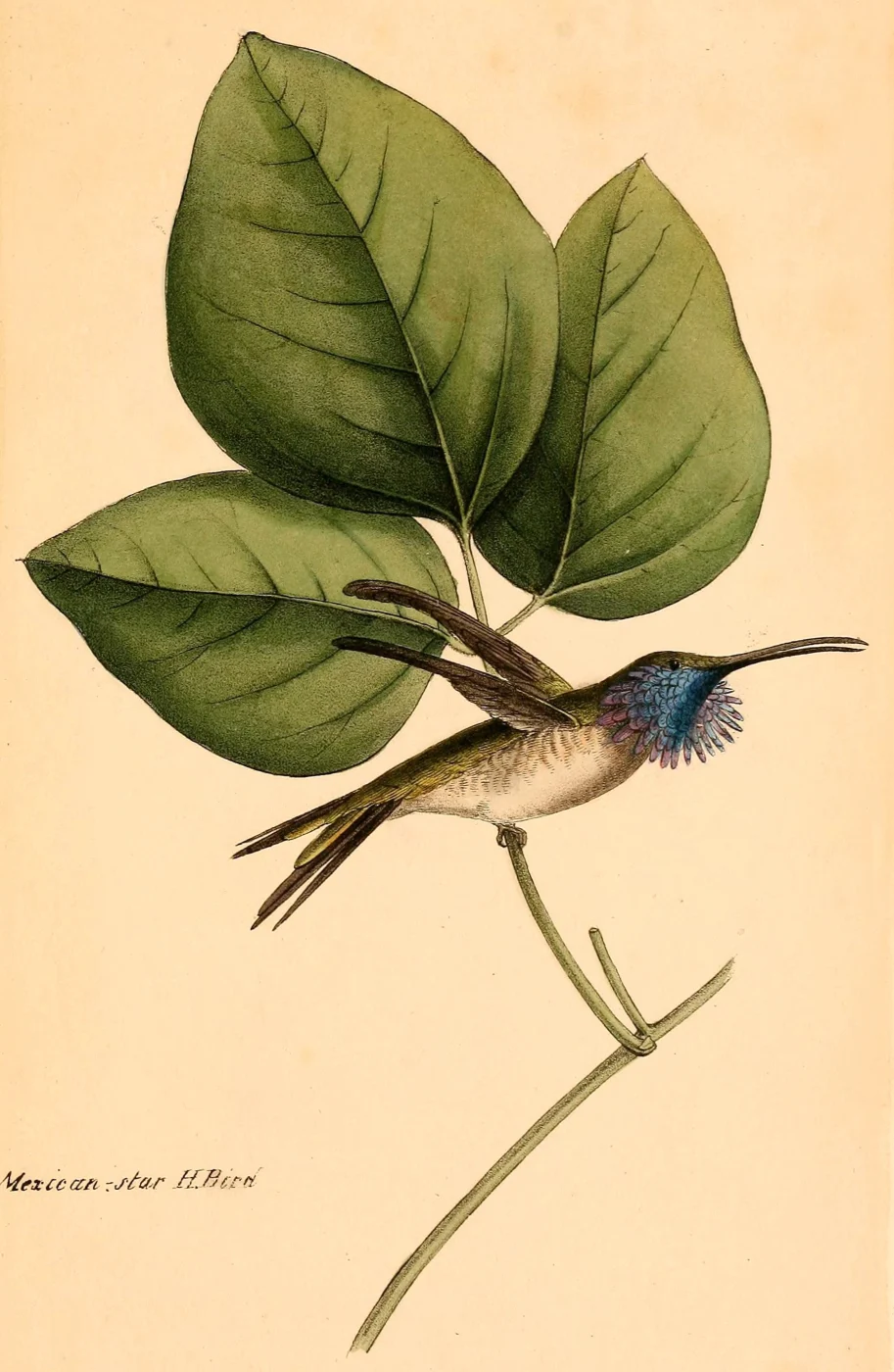 Lucifer Hummingbird