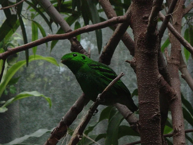 Asian Green Broadbill