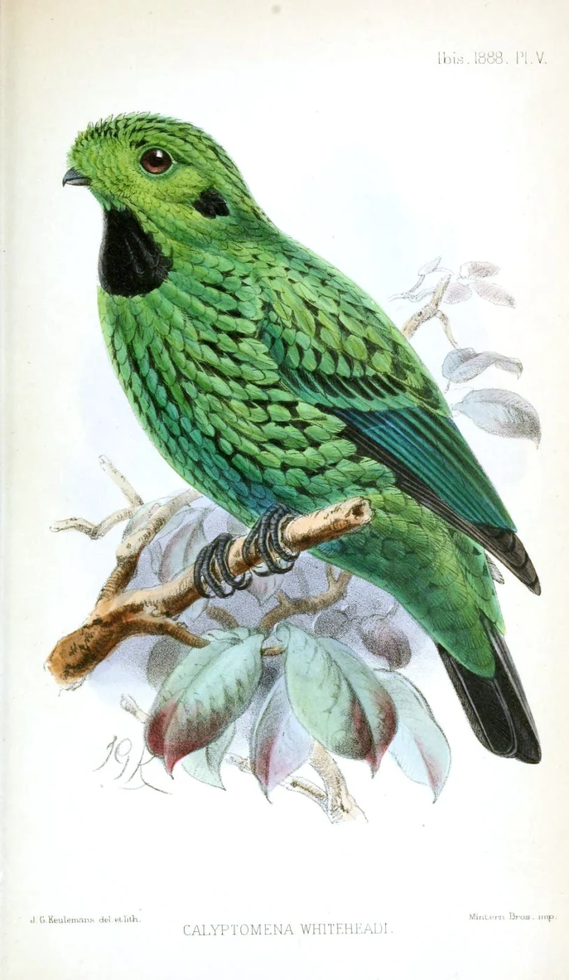 Whitehead's Broadbill