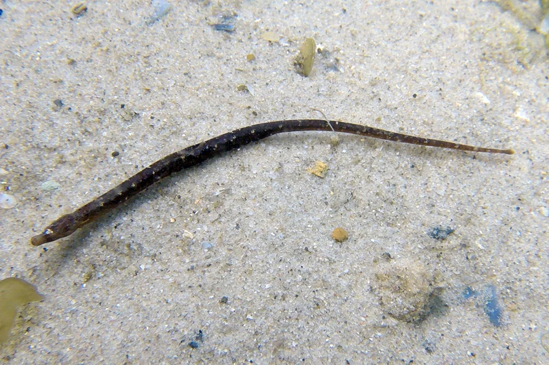 Tryon's Pipefish