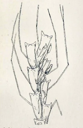 Camptoplites abyssicolus