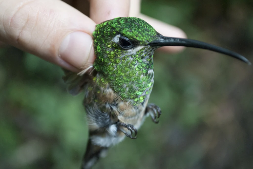 Lazuline Sabrewing