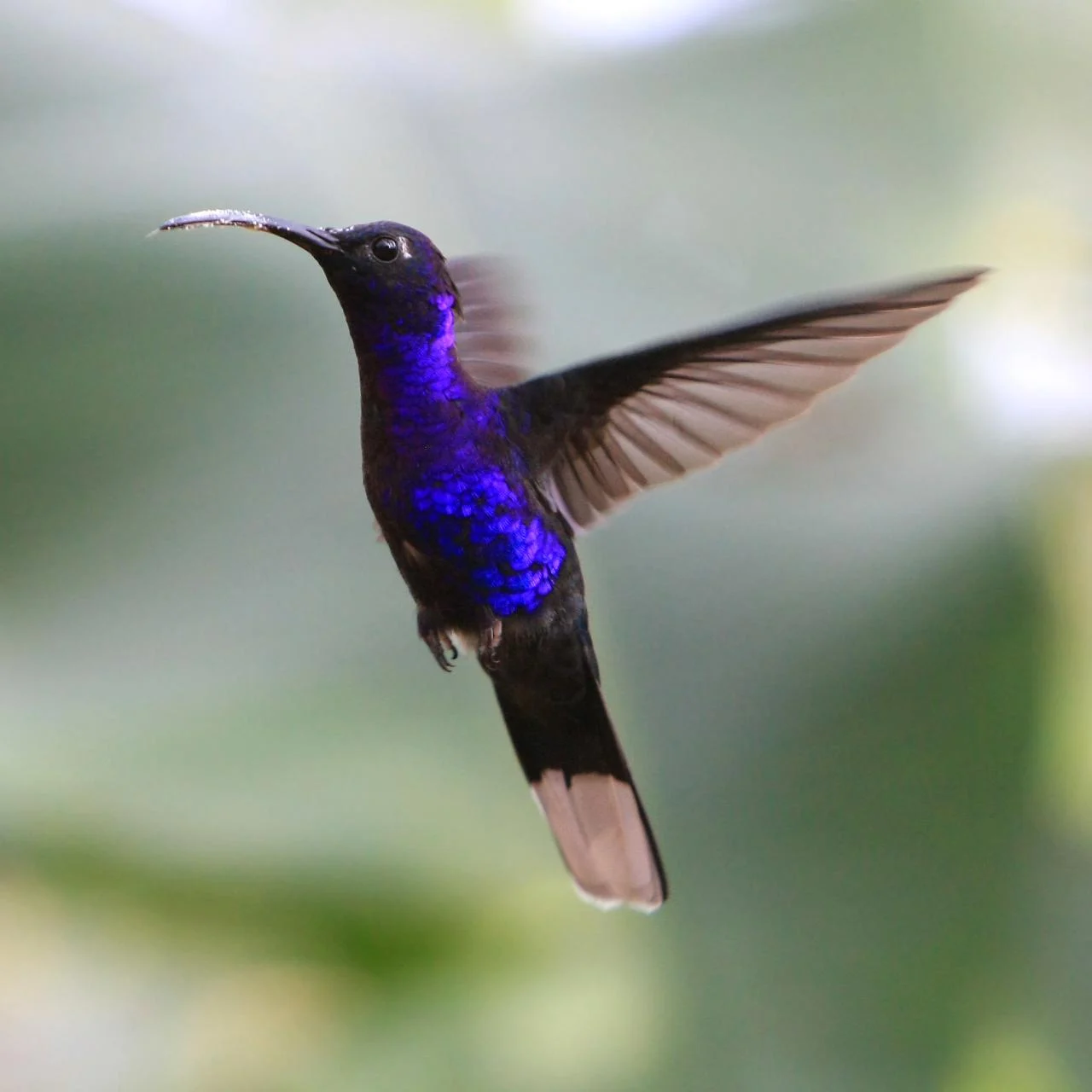 Violet Sabrewing