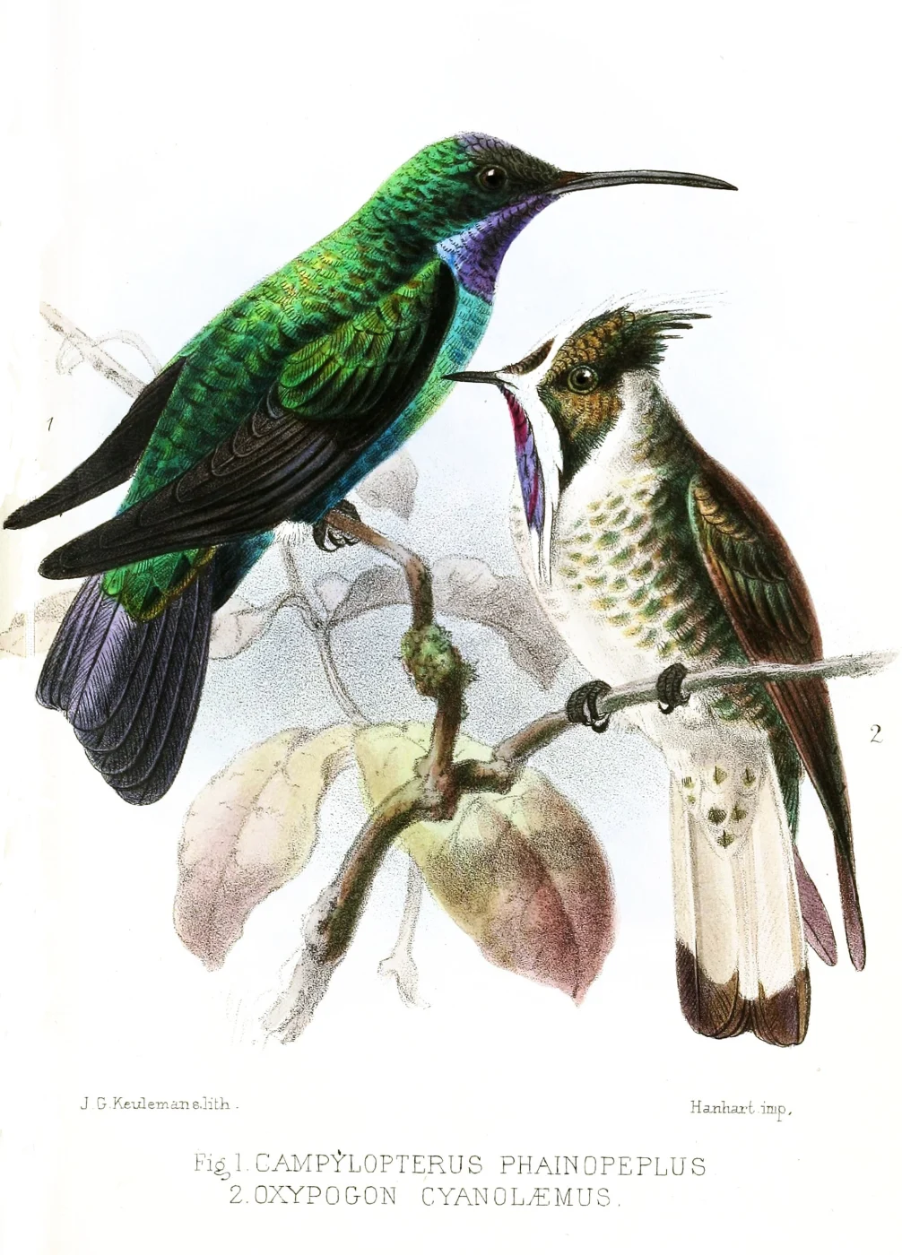 Santa Marta Sabrewing