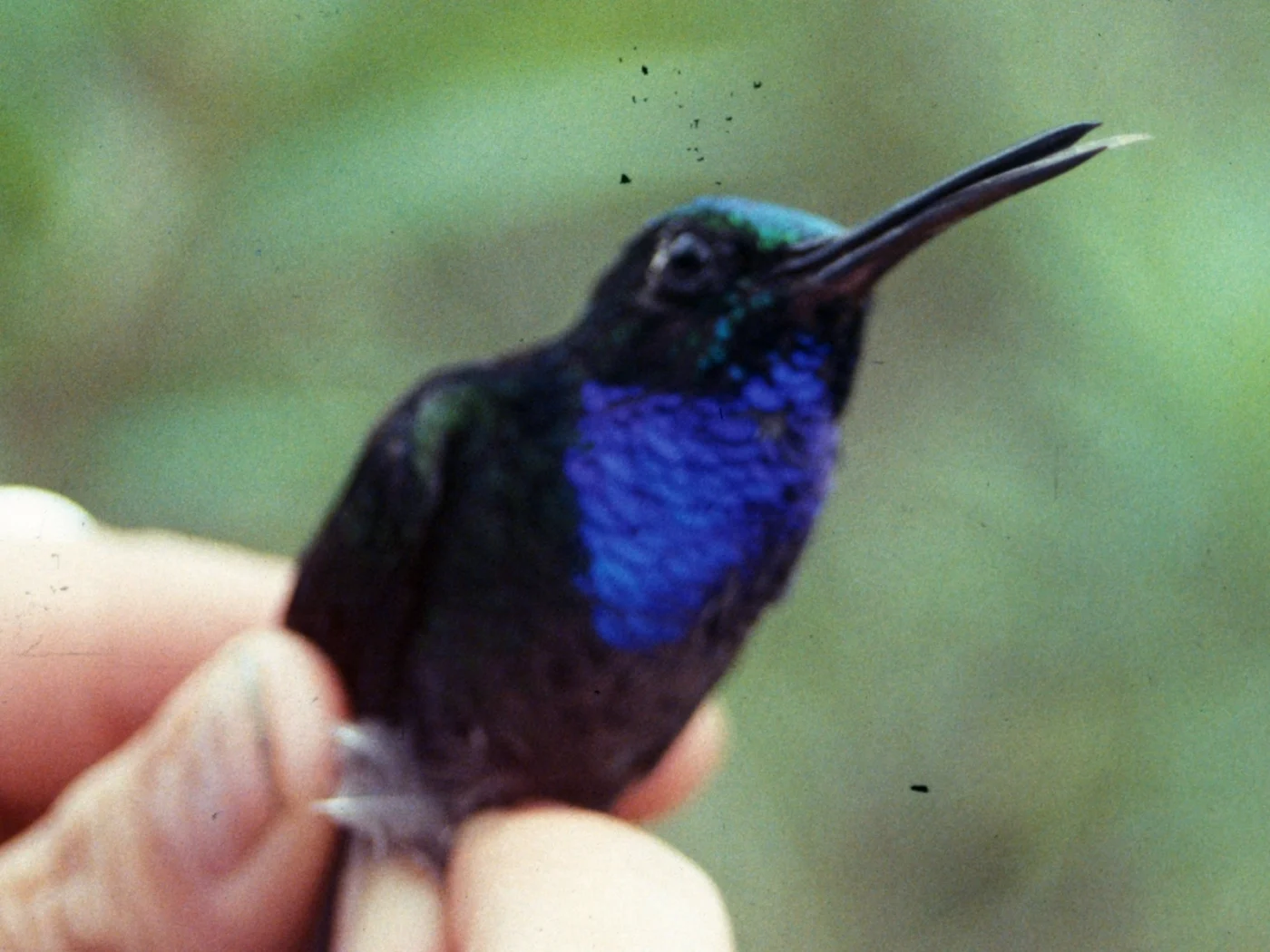 Napo Sabrewing