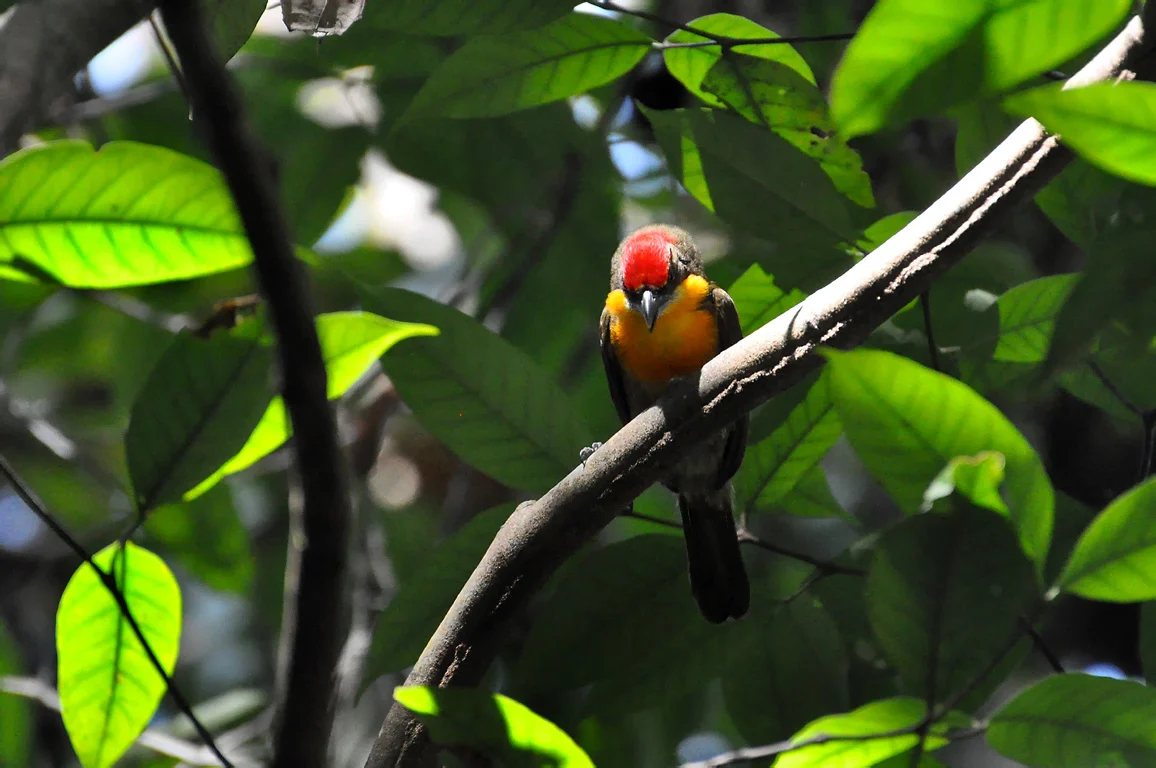 Scarlet-crowned Barbet