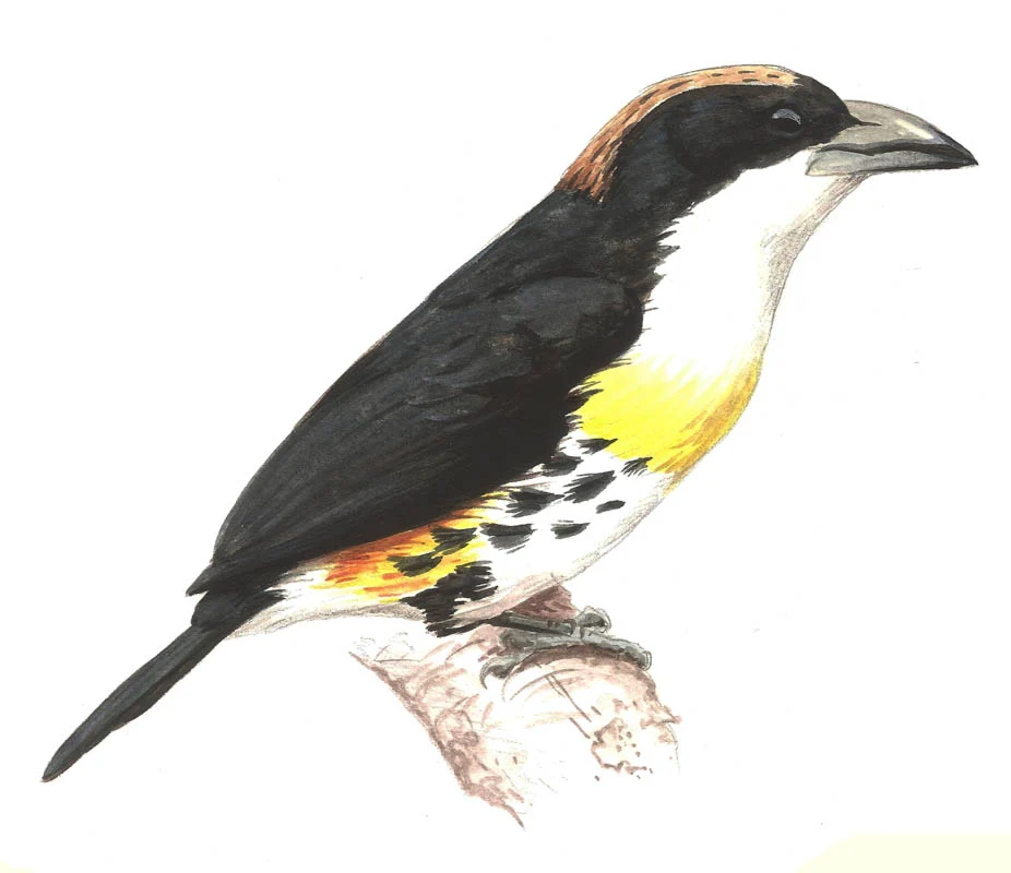 Spot-crowned Barbet