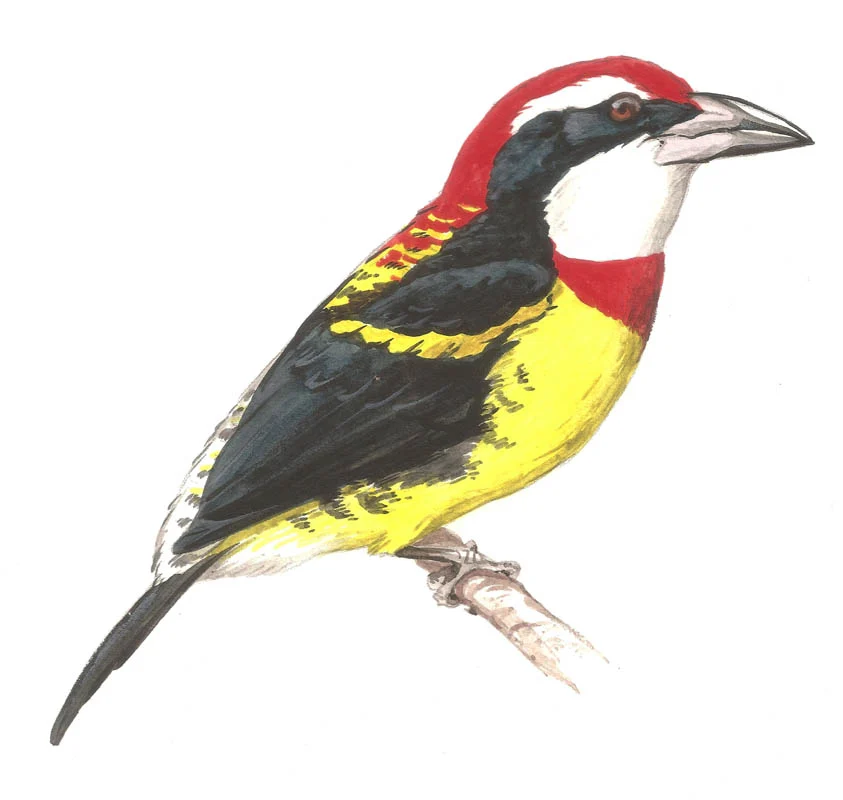 Scarlet-banded Barbet