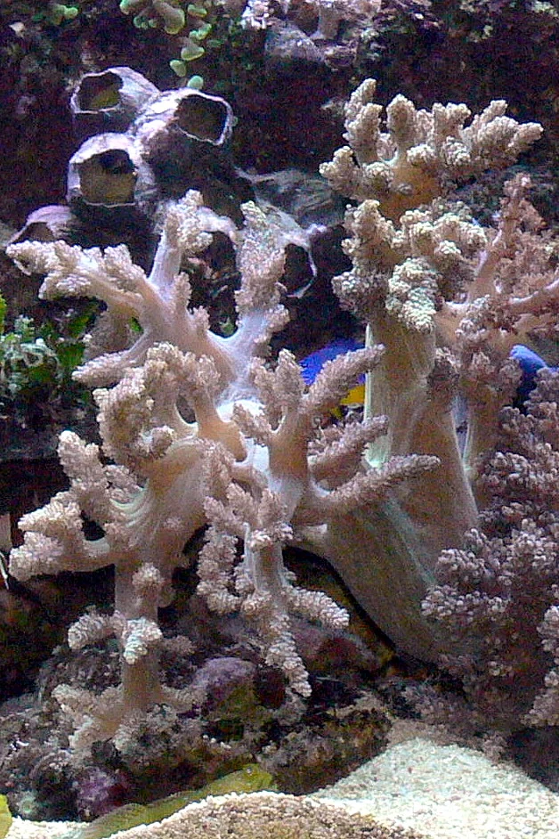 dense carnation coral