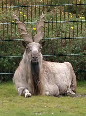 Astor Markhor