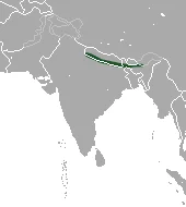 Assam Rabbit