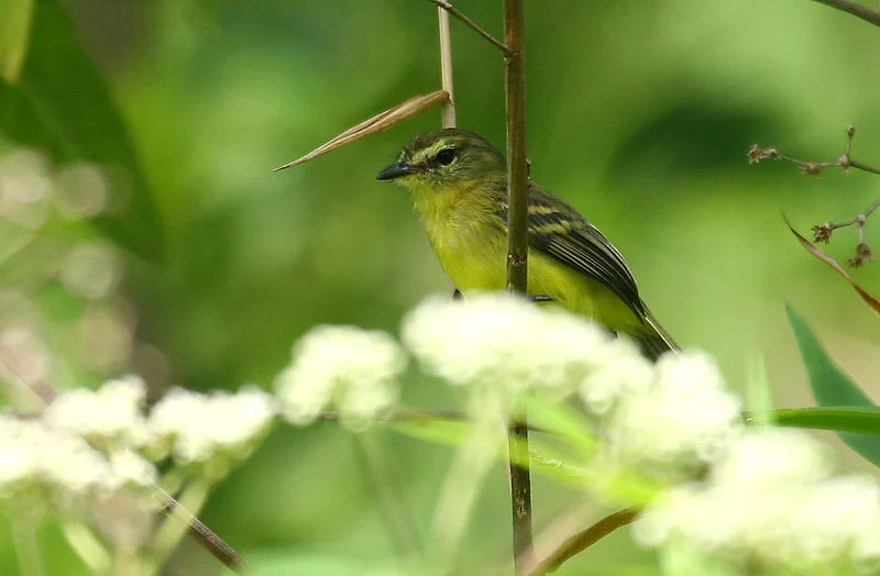 Yellow Tyrannulet