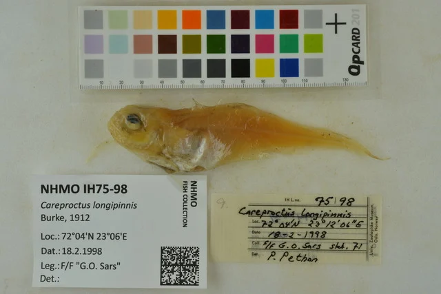 longfin snailfish