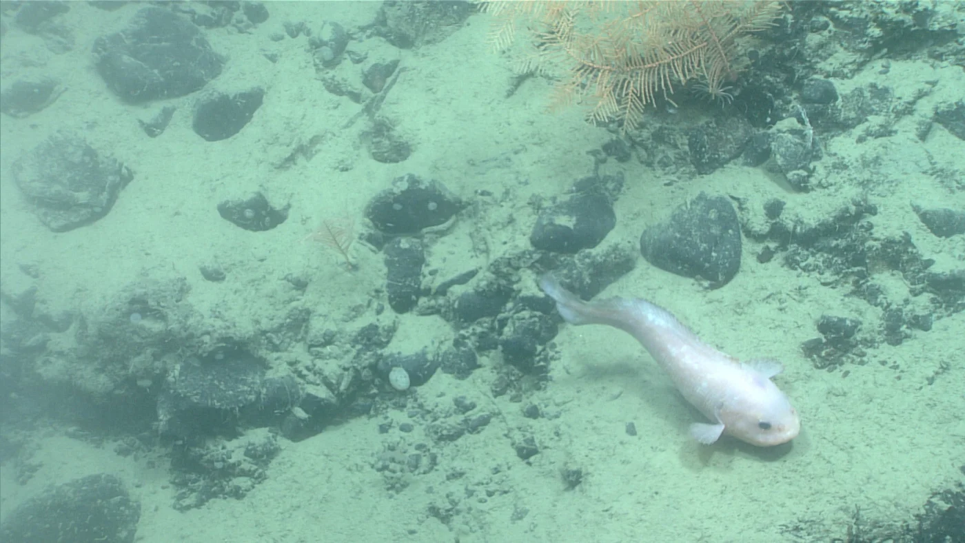 blacktail snailfish