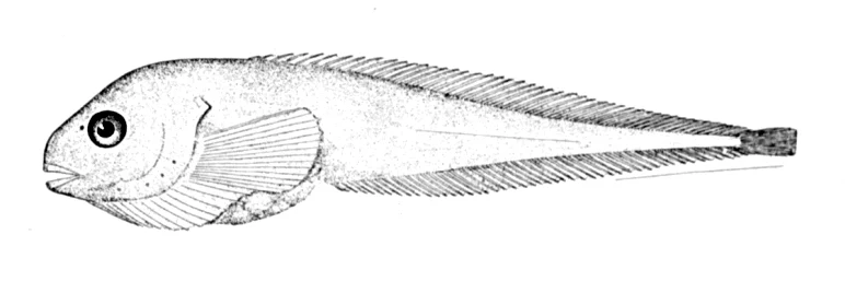 smallfin snailfish