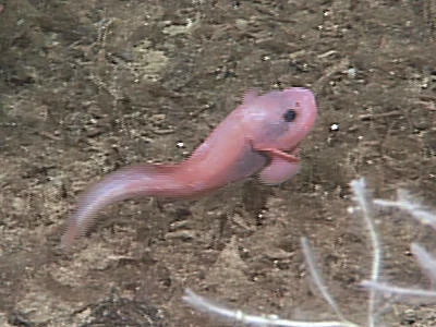 abyssal snailfish