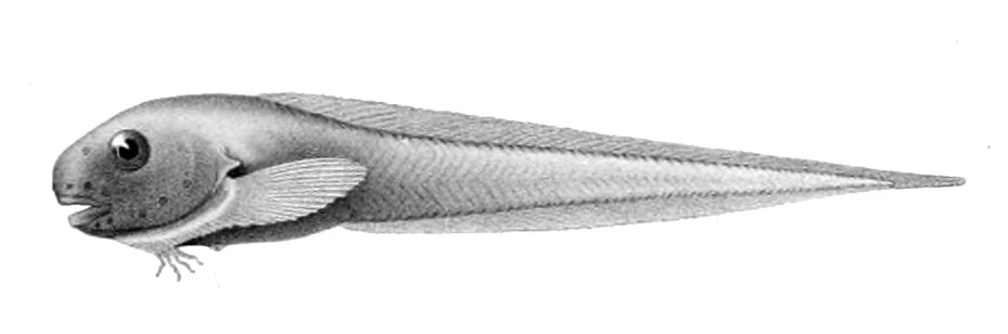 longfin seasnail