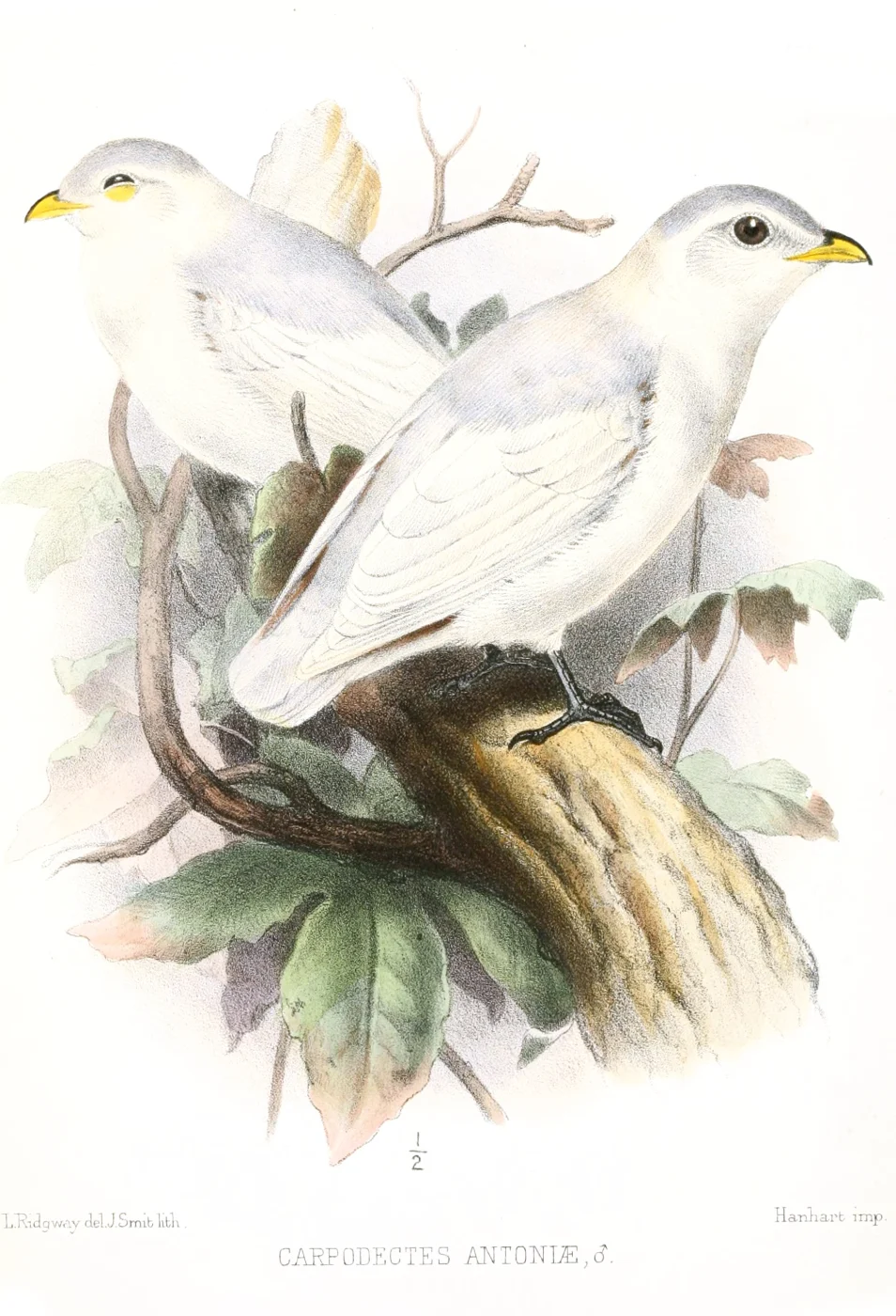 Yellow-billed Cotinga