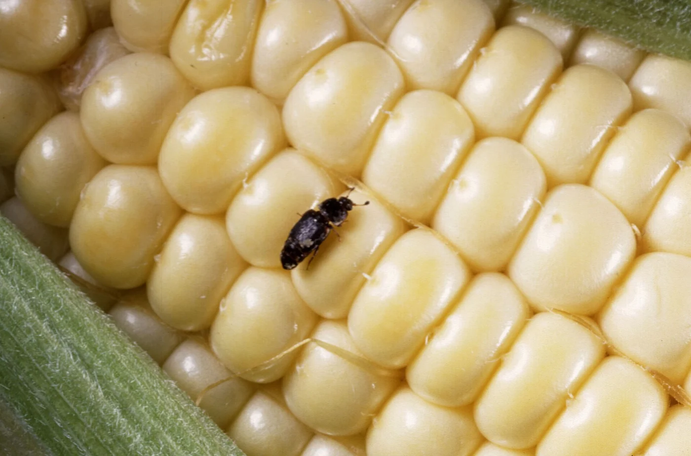 dusky sap beetle