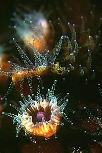 Cryptic Coral