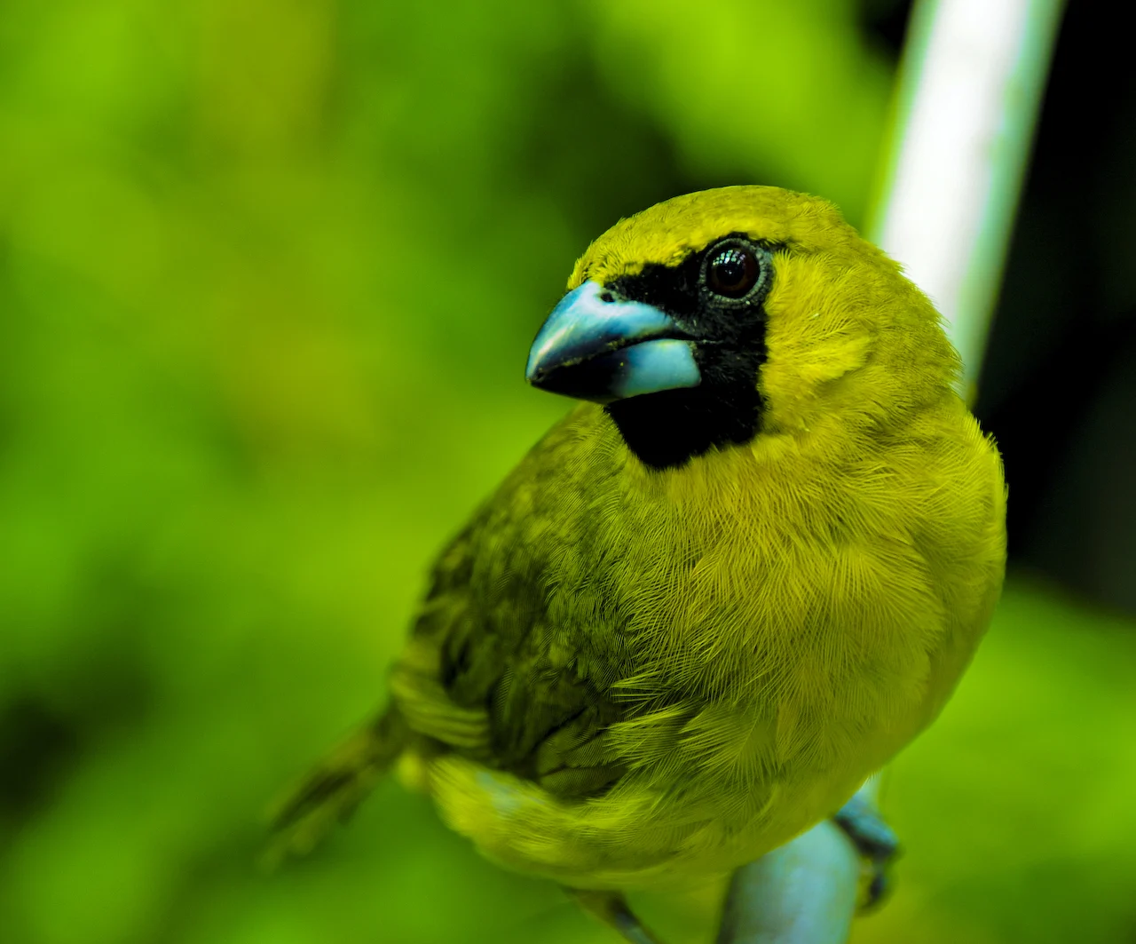 Yellow-Green Grosbeak