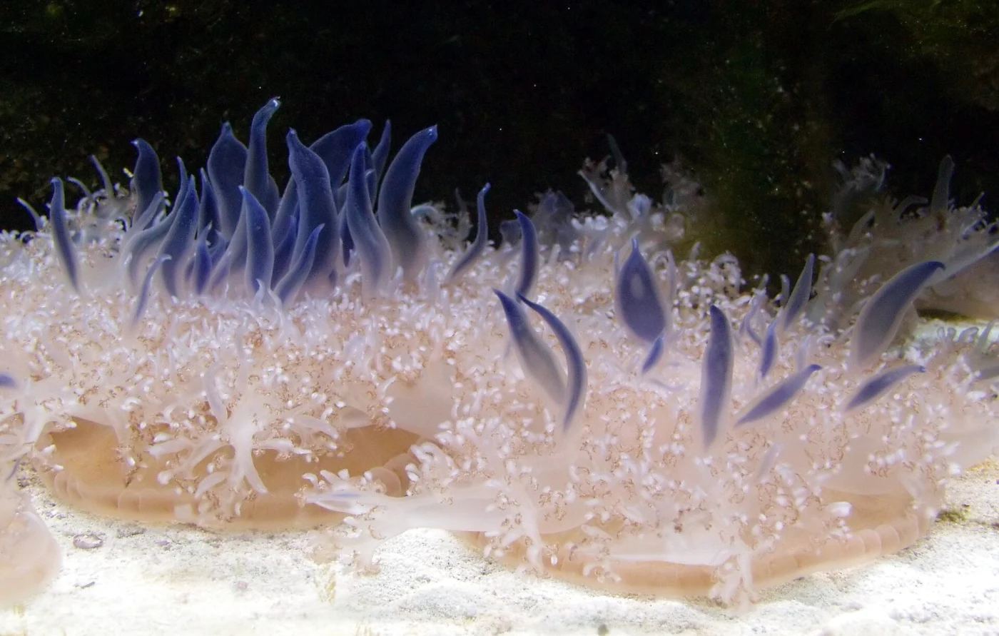 Cassiopea depressa