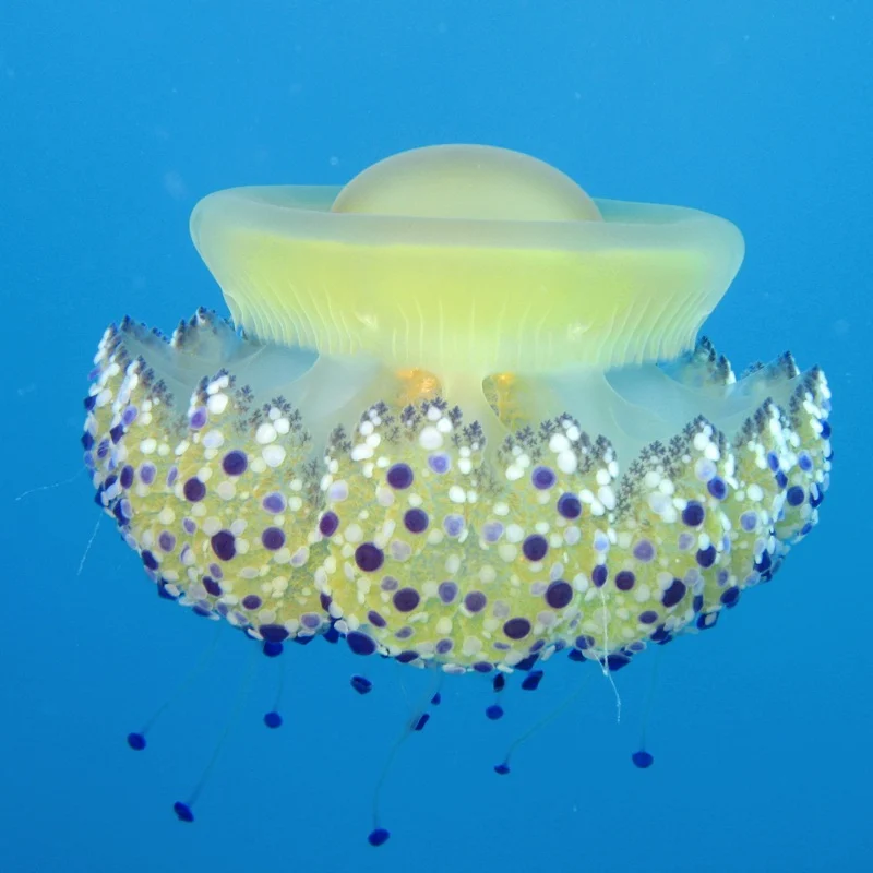 Fried egg jellyfish