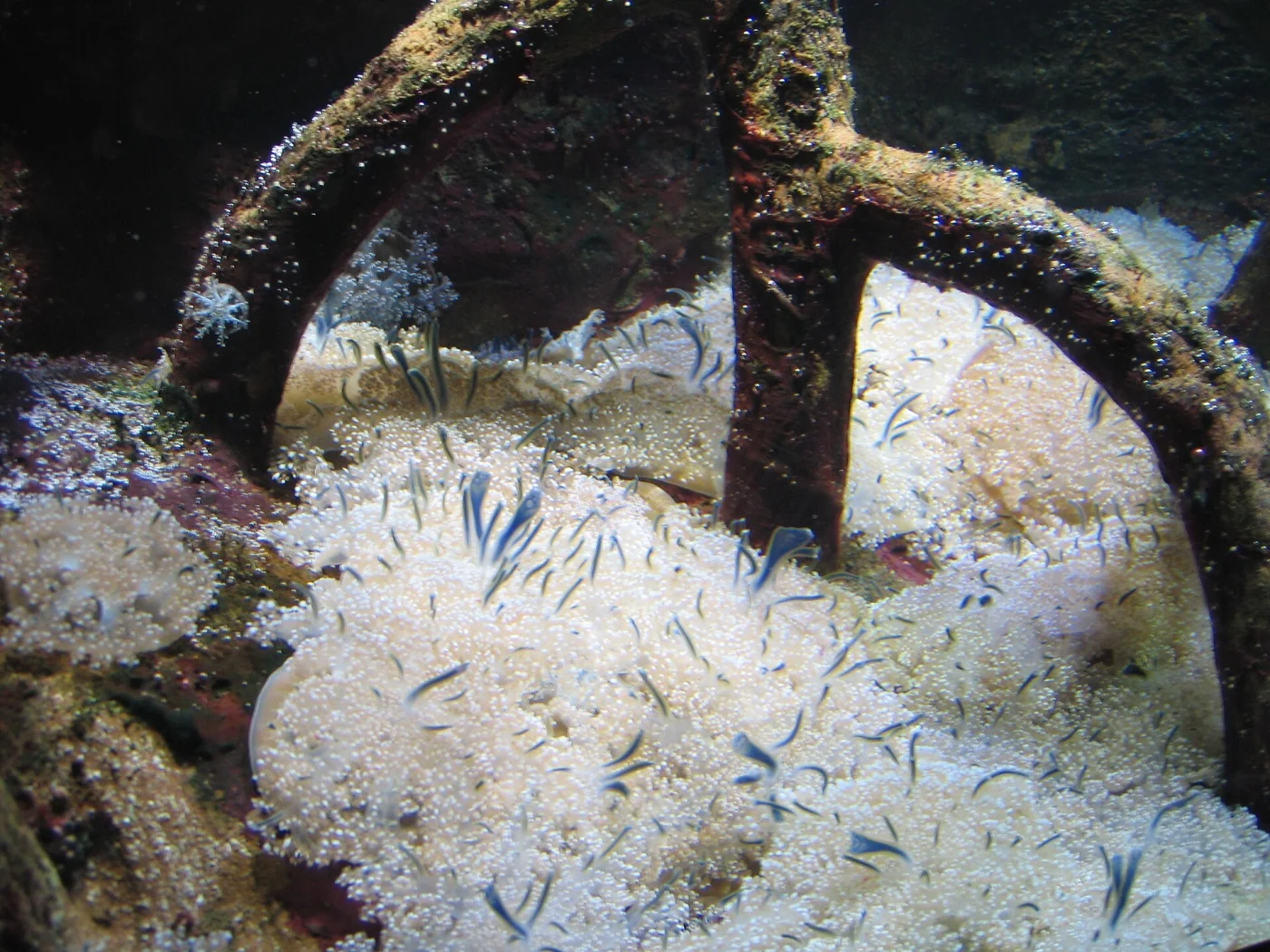 Upside-down jellyfish