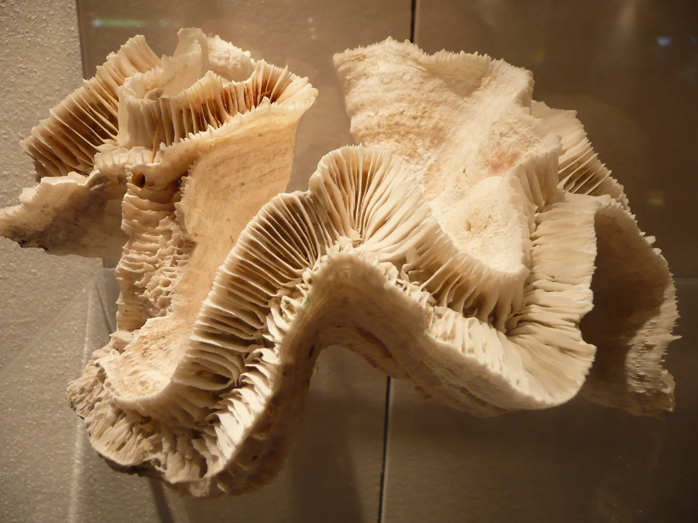 elegance coral
