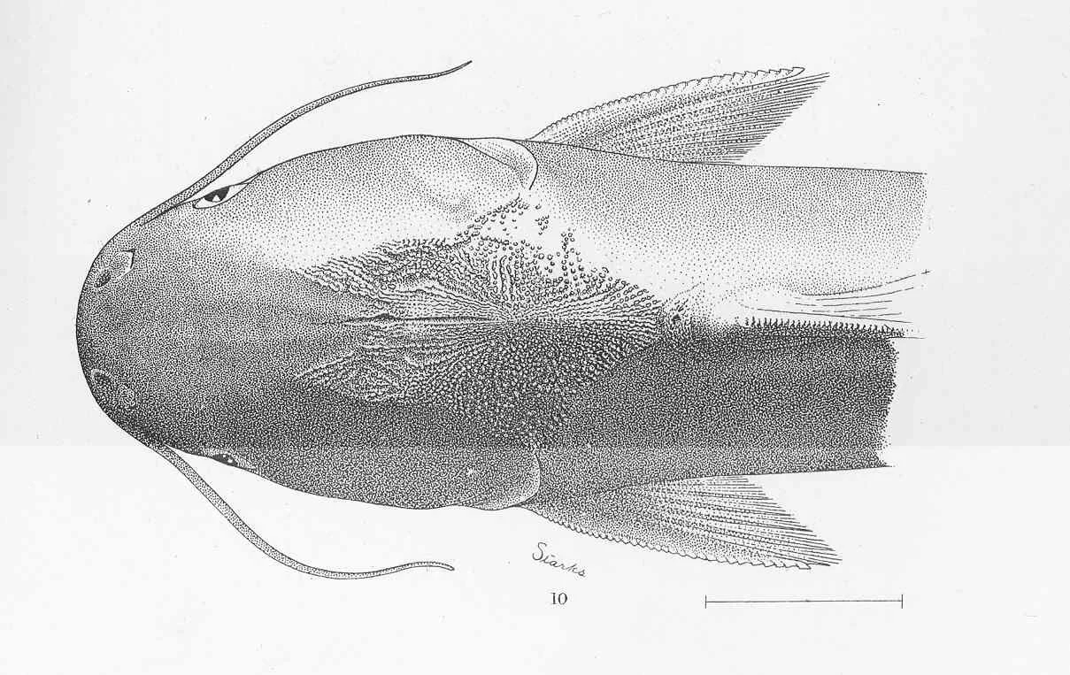congo sea catfish