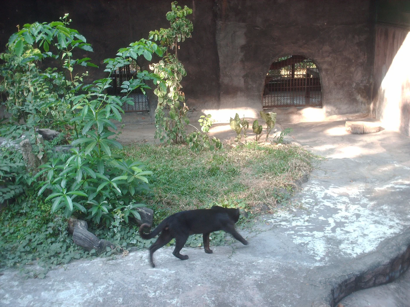 Asian Golden Cat