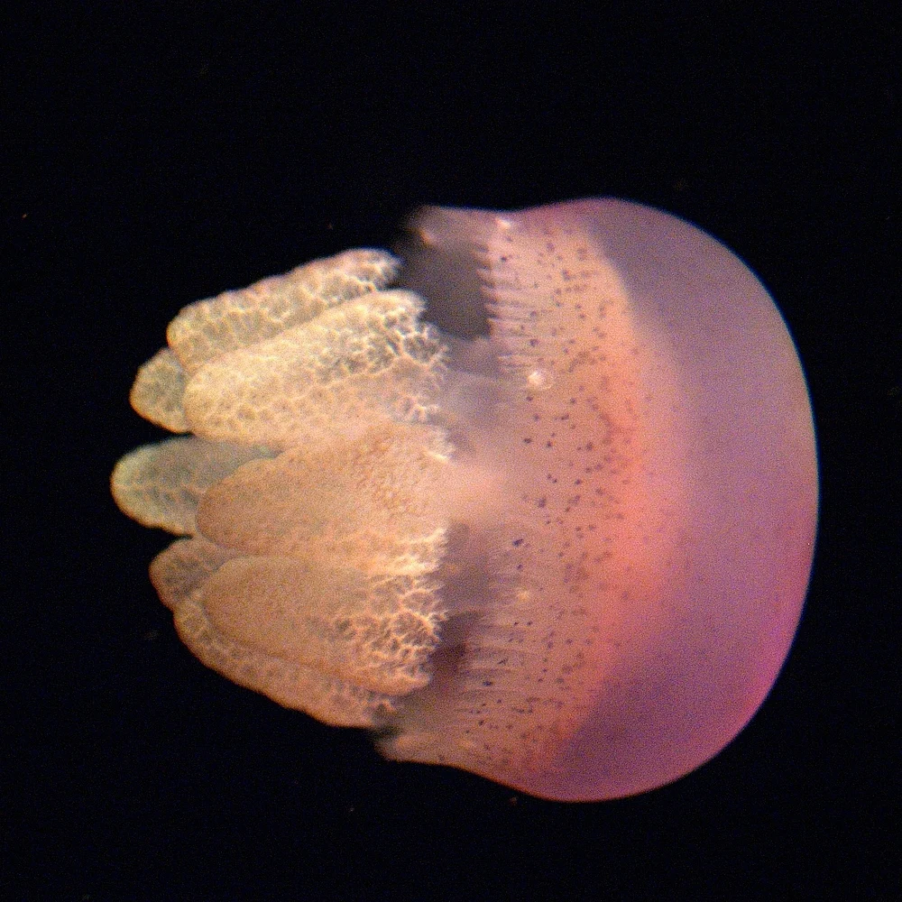 Catostylus ouwensi