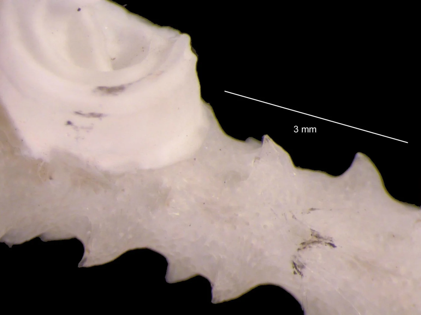Cellarinella laytoni