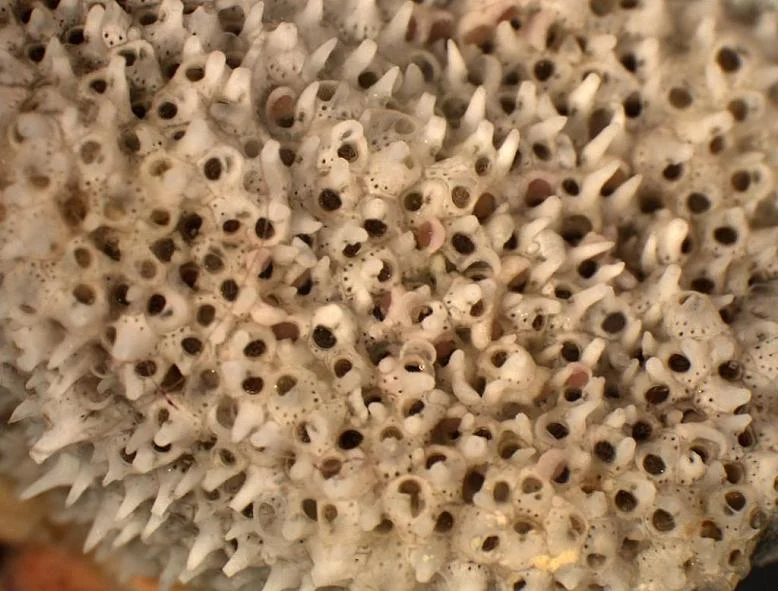 Celleporaria columnaris