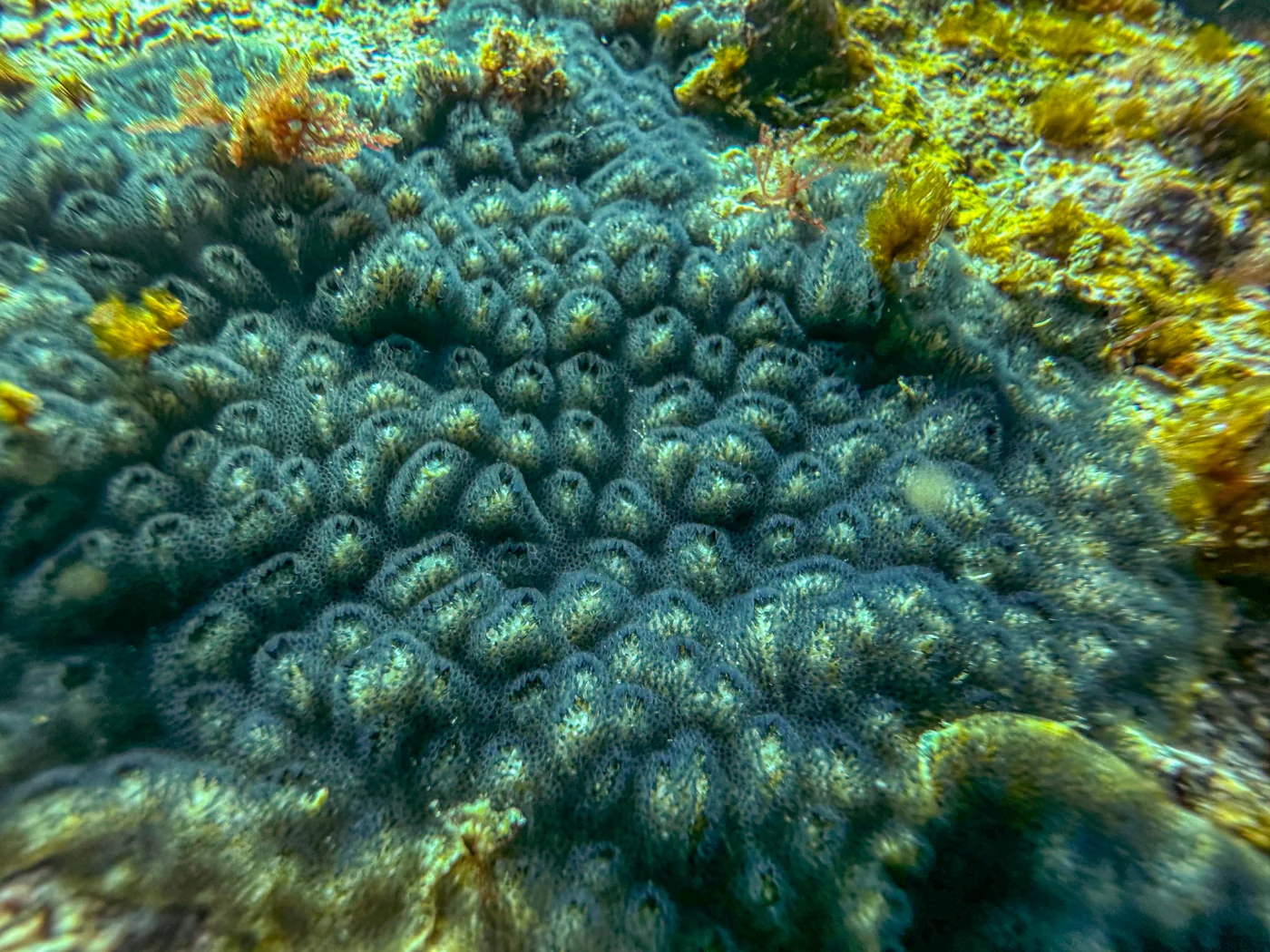 Celleporaria nodulosa