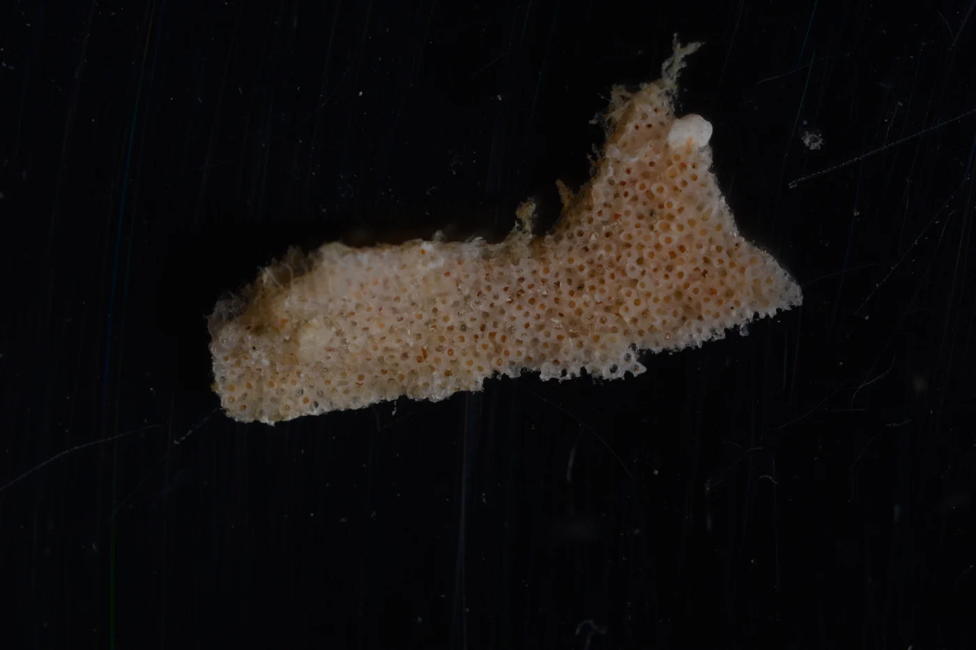 Celleporaria sherryae
