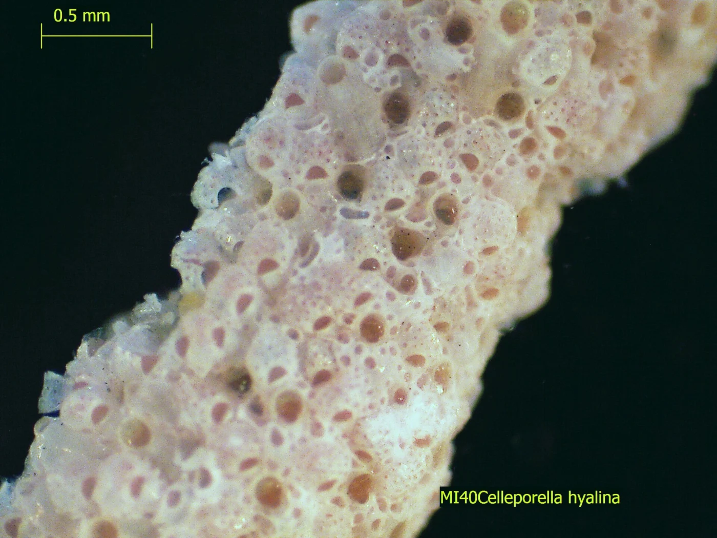 Celleporella tehuelcha